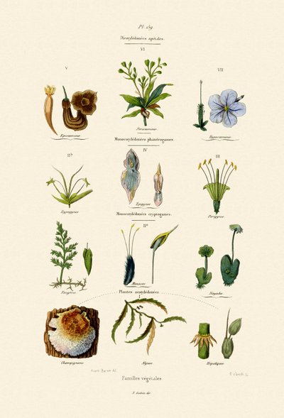 Vegetabilske Familier, 1833-39 af French School